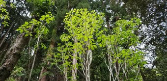 コシアブラの苗木の芽