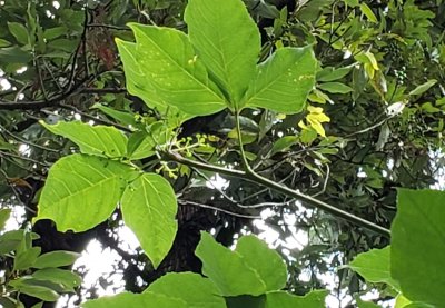 コシアブラの花芽