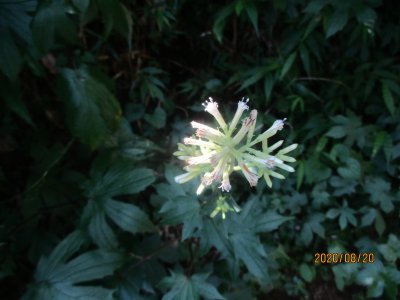 モミジガサの花