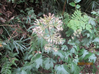 モミジガサの花