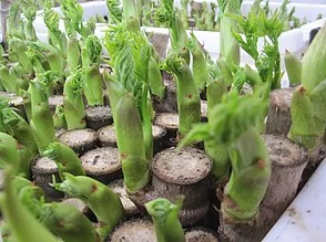 タラの芽 ふかし栽培 タラの芽のまとめ 育て方 剪定や挿し木 と食べ方 下処理 等16個のポイント