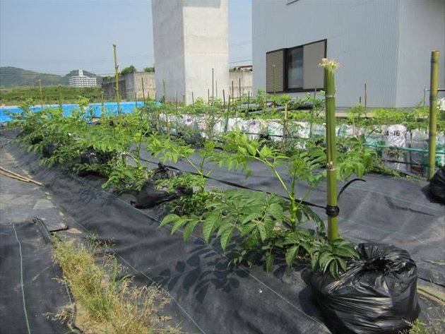 タラの種根の植え付け方 タラの芽苗木 タラの木 新駒 夕映え 駒みどり ふかし栽培 山菜苗 薬草苗 直売 通信販売