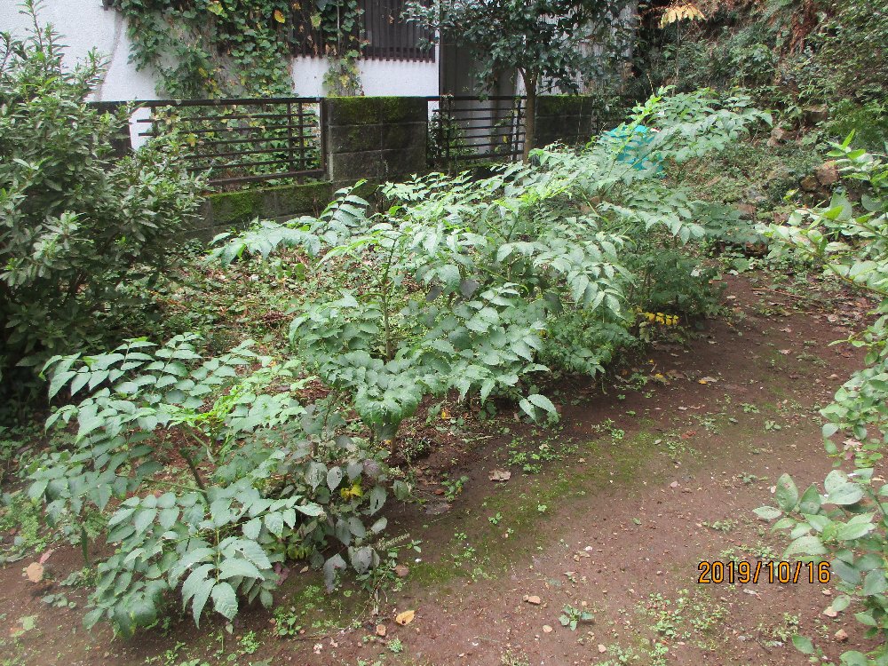 タラの木の栽培 タラノ芽 植込み 栽培例 写真集