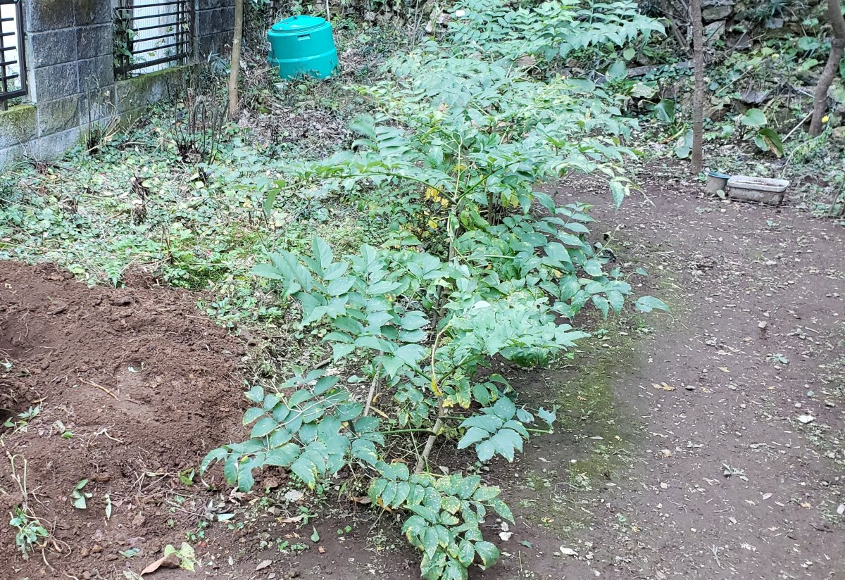 タラノキ