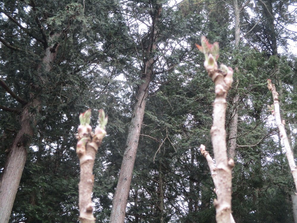 タラの木の栽培 タラノ芽 植込み 栽培例 写真集