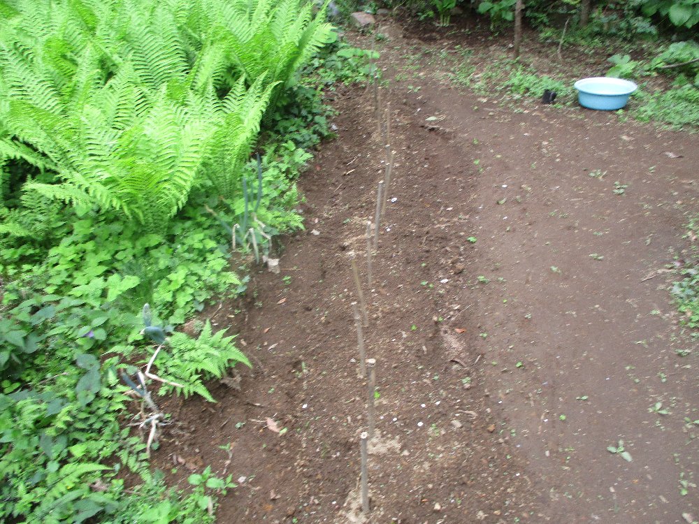 タラの木の栽培 タラノ芽 植込み 栽培例 写真集