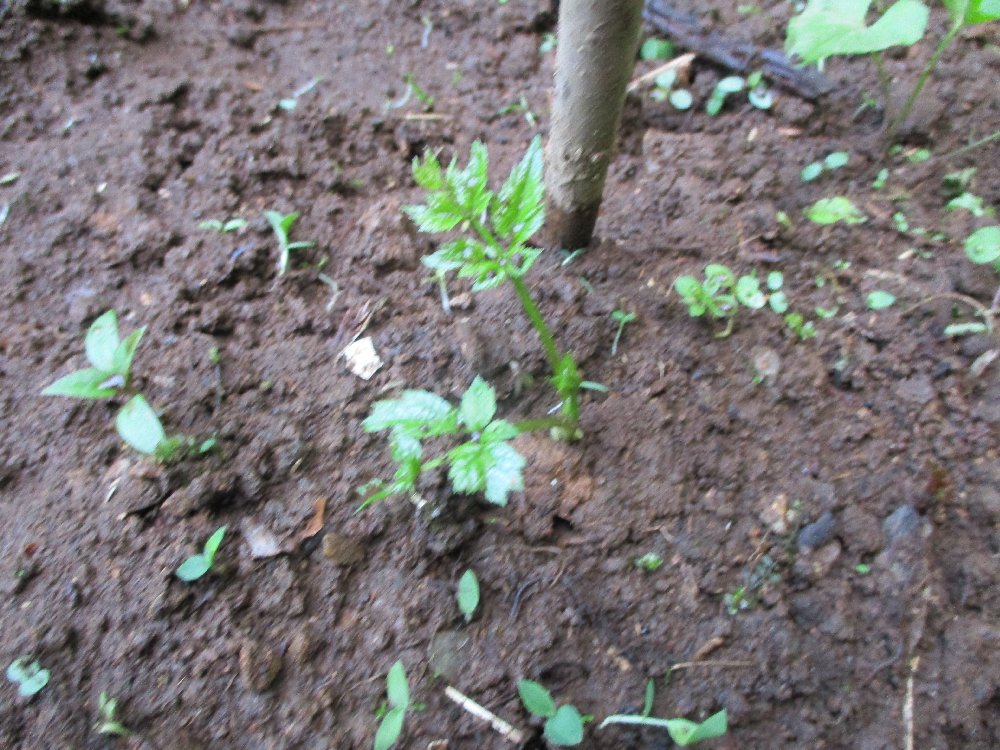 タラの木の栽培 タラノ芽 植込み 栽培例 写真集