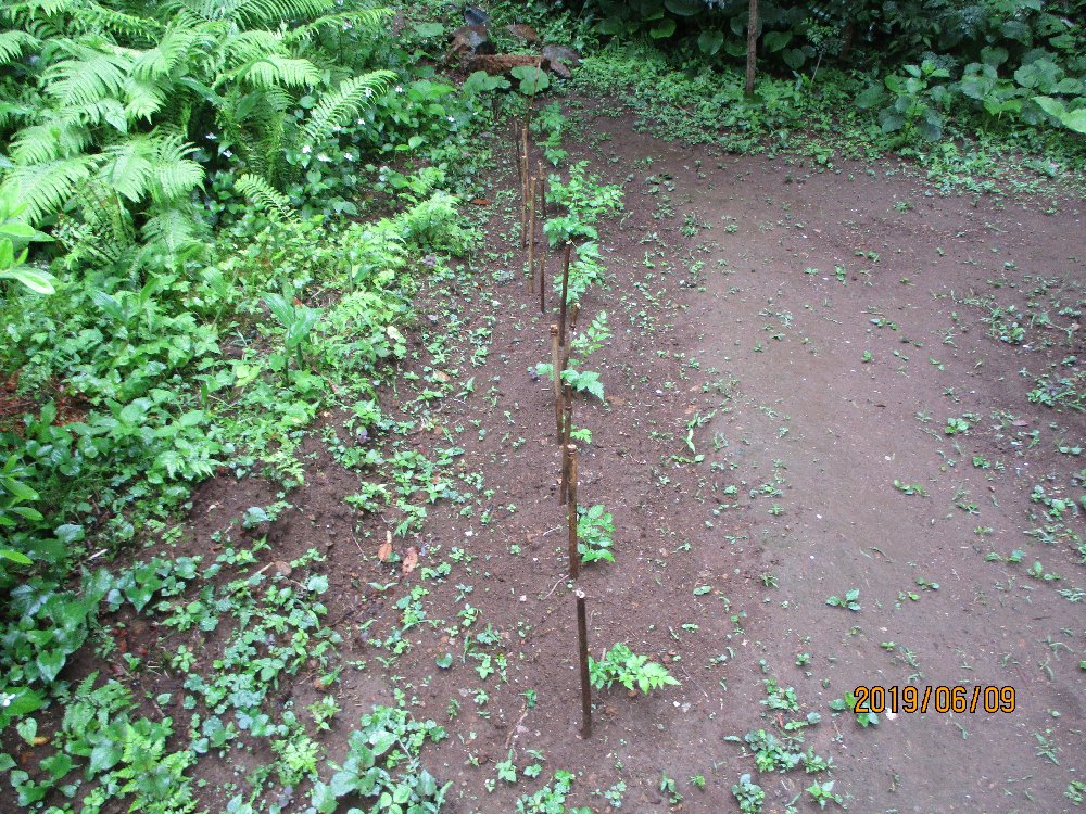 タラの木の栽培 タラノ芽 植込み 栽培例 写真集