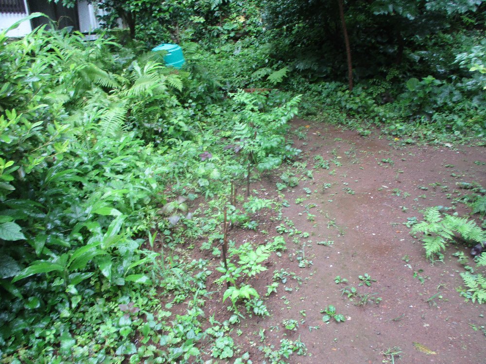 タラの木の栽培 タラノ芽 植込み 栽培例 写真集