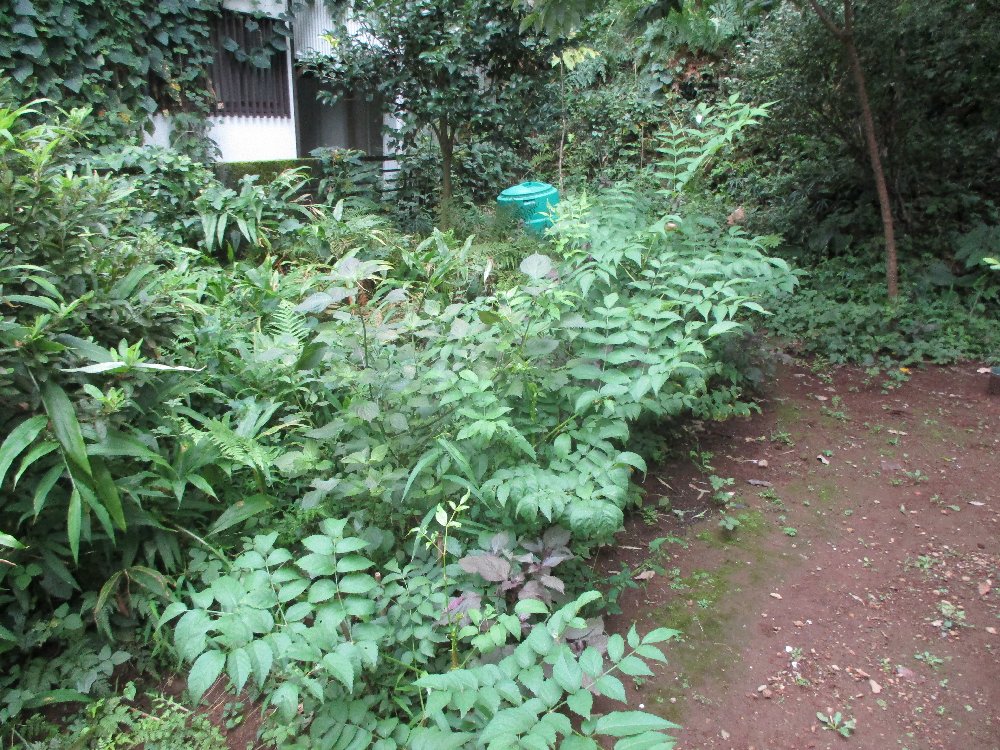 タラの木の栽培 タラノ芽 植込み 栽培例 写真集