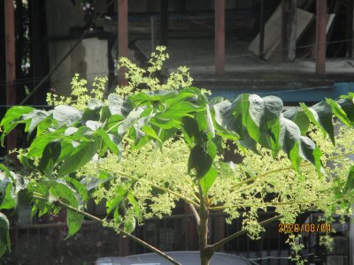タタラノキの花