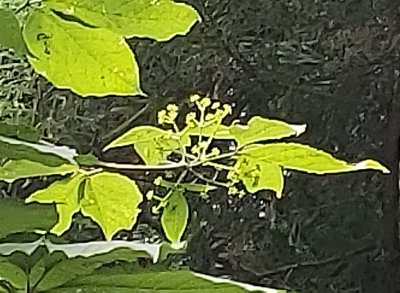 コシアブラの花