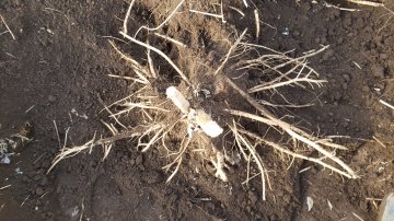 1年目のタラノキの根を掘る