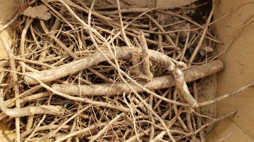 タラノキの種根