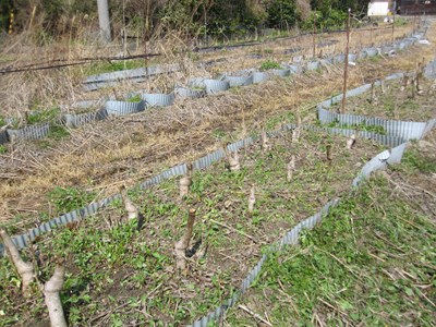 タラの種根の植え付け方、タラの芽苗木・タラの木、新駒、夕映え、駒