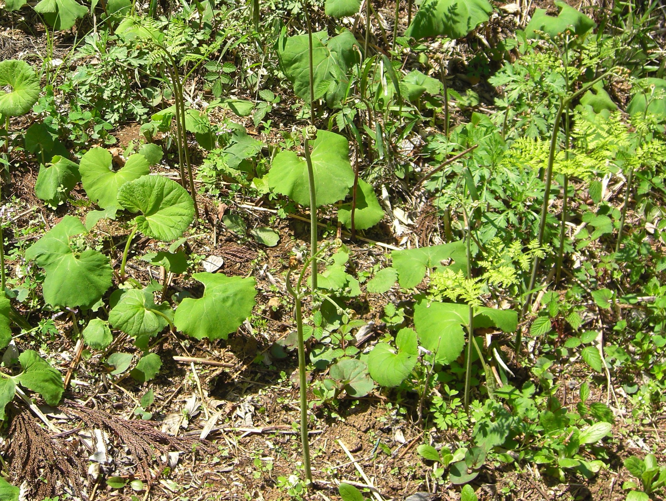 ワラビの苗・ワラビ種根、ワラビ、苗、山菜蕨、鉢植えわらび通信販売