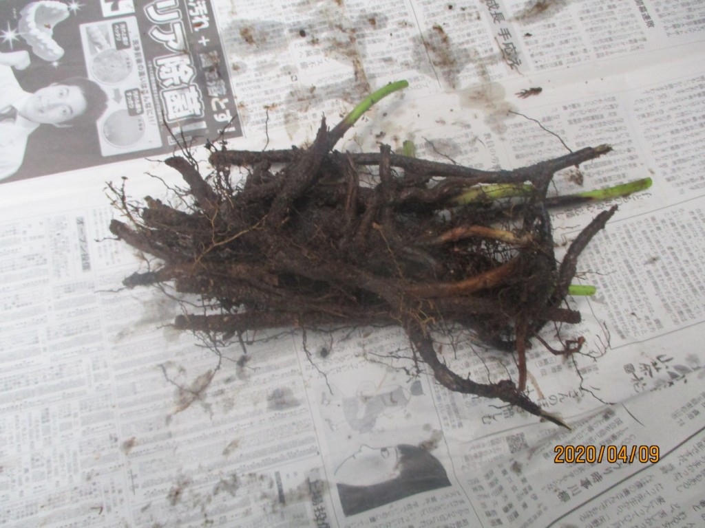 15株 ワラビ 特大 根付き 地下ランナーが 伸びるたび増える！ 15株